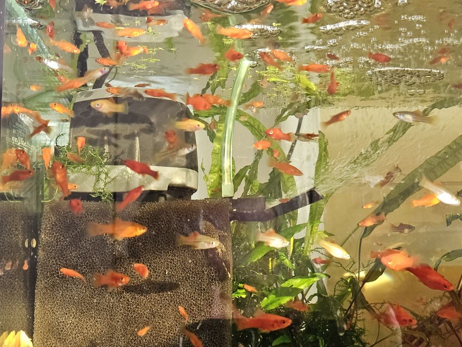 Sprzedam młode mieczyki