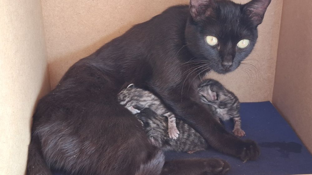 Dá-se gatinhos nascidos em Abril 2026