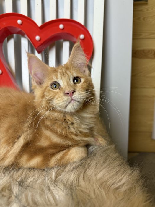 Jamal XL of Coty Coli