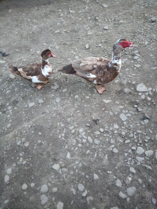 Продам індокачок шипунів