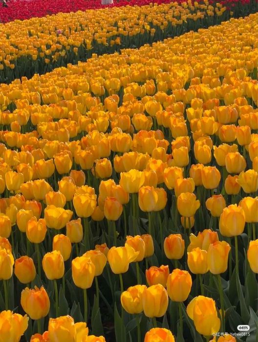 Український тюльпан опт та роздріб предзамовлення Украина 8 березня