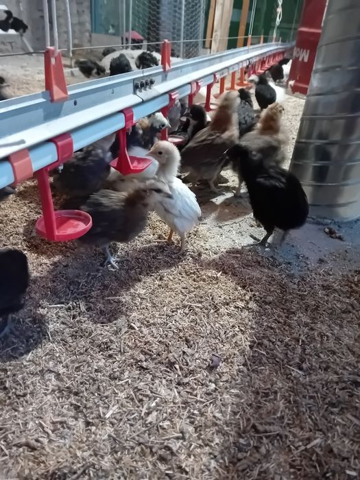 Kury Kury araucany naturalne ekologiczne pisklaki araucany kury