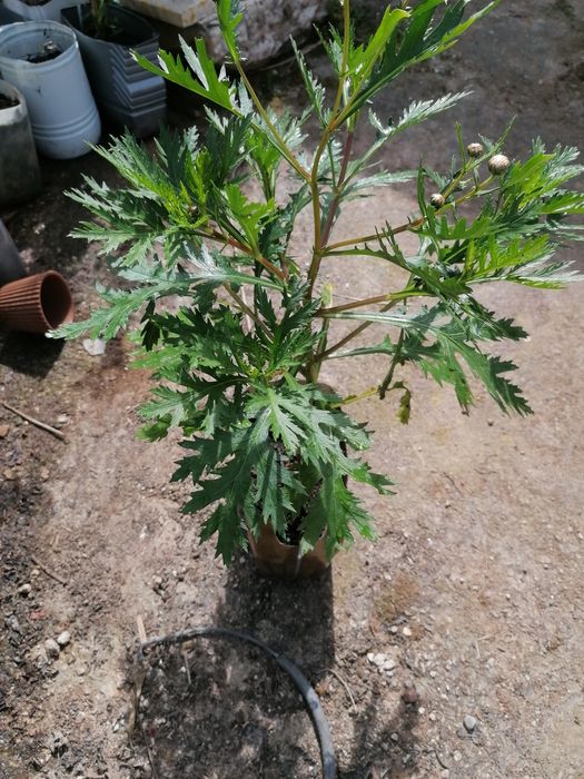 Plantas diversas para jardim