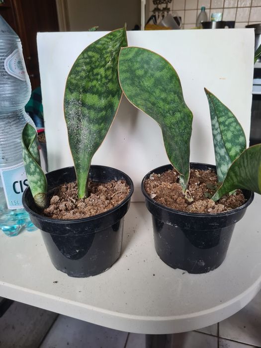 Sansewiera masoniana 2 szt