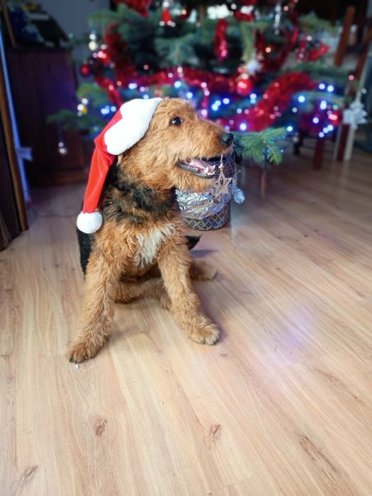 Airedale Terrier ZKwP FCI  pies