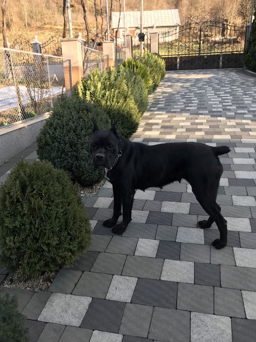 Продаю собаку породи «кане-корсо»!!!