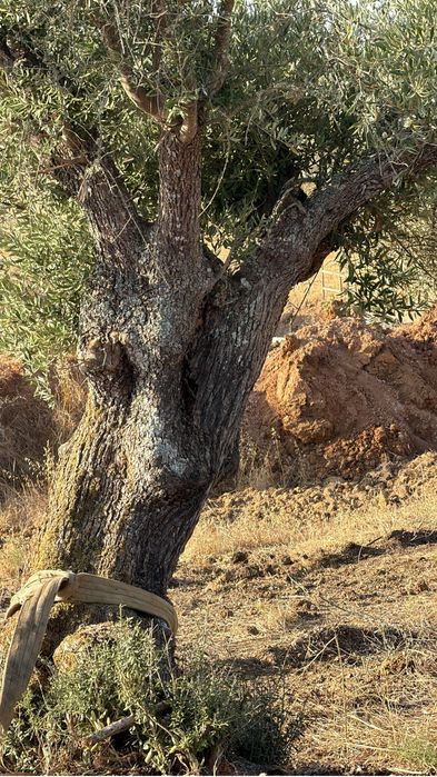 Oliveiras Milenares e Centenárias – Grande Porte