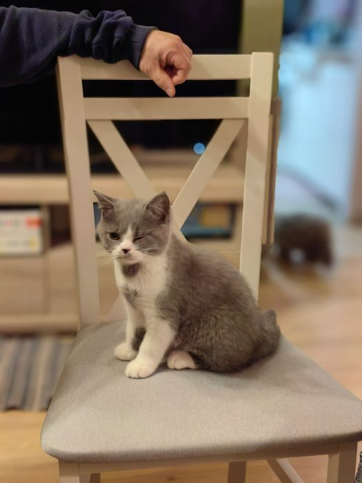 Kocurek brytyjski krótkowłosy. ALOES