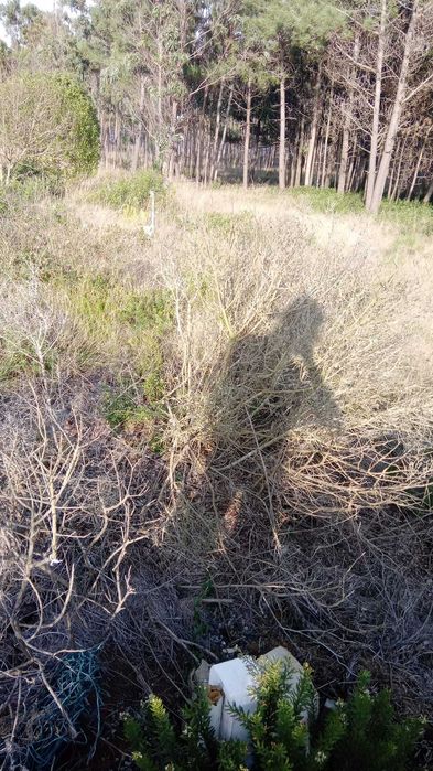 10 min da Praia do Salgado - Famalicão / Nazaré (Agricola) 7293m2