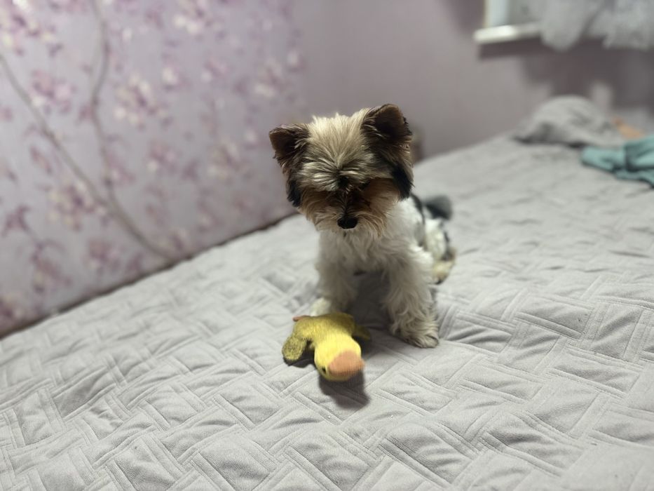 Вязка Хлопчик Бівер Йорк 2,5 роки, вага 2700/середній.Документів немає