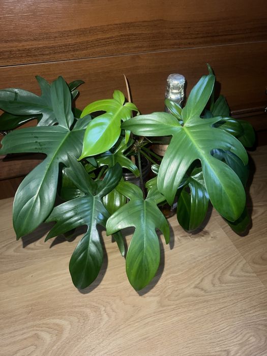 Філодендрони , дифенбахія