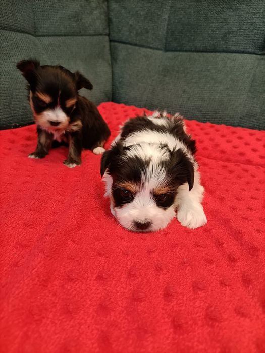 Yorkshire terrier biewer