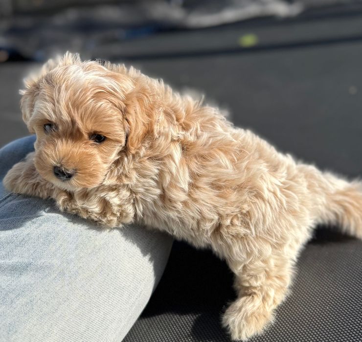 Мальтипу мальтипу