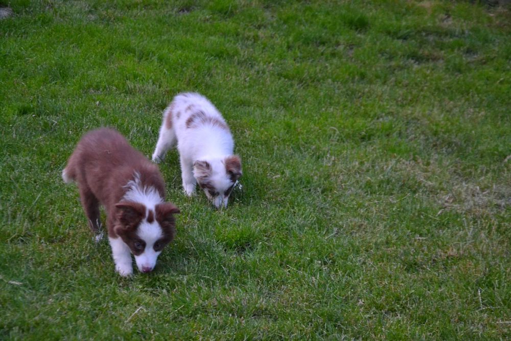 Border Collie szczeniaczki