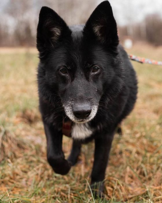 Saba, suczka szuka człowieka