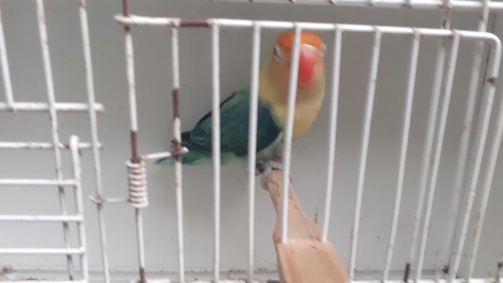 Agapornis Fischers casal