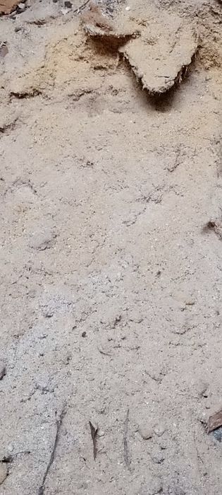 Trociny  w dużych ilościach sucha