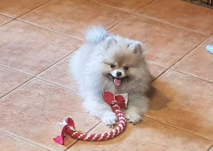 Pomeranka sobolowa suczka