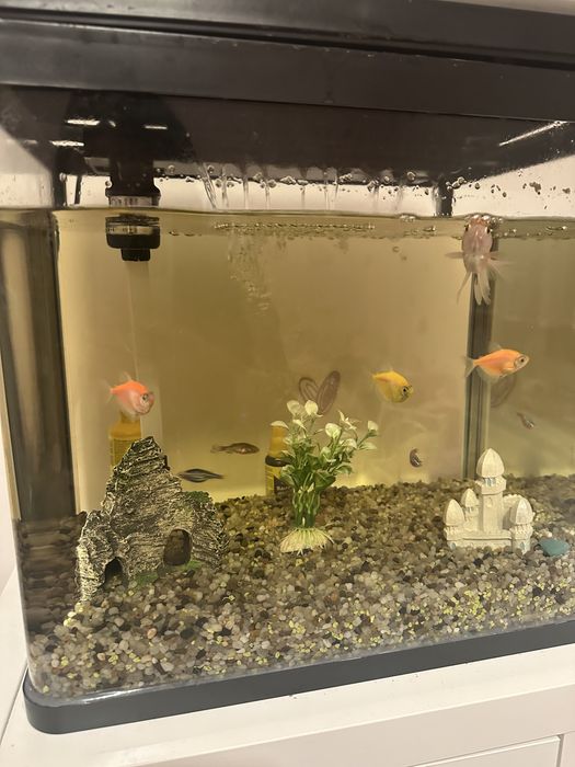 Akwarium z rybkami