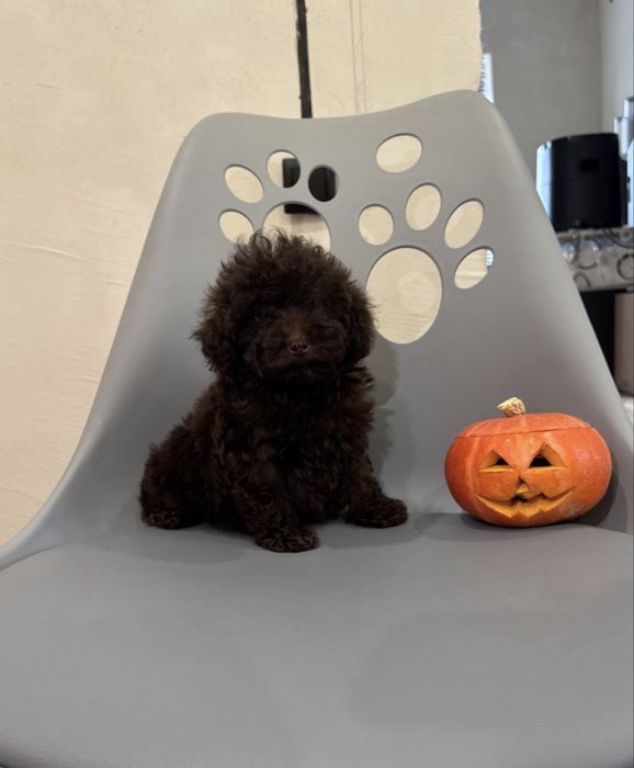 Той пудель шоколад дівчинка