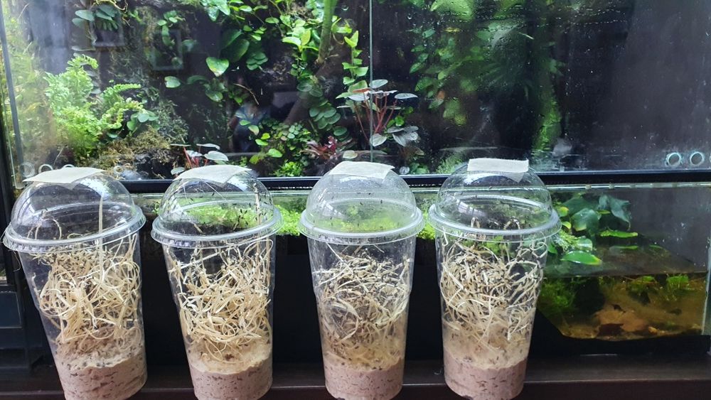 Muszki owocówki (Drosophila hydei) 600ml kubki karmówka