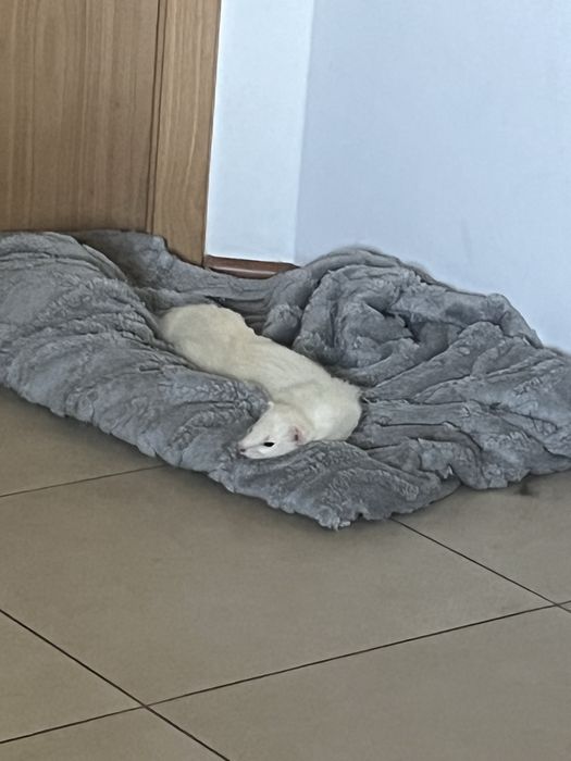 2 letni fretki nora i yera