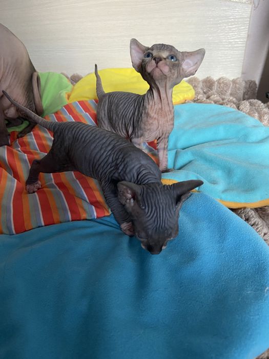 Канадська дівчинка біколор,бронювання