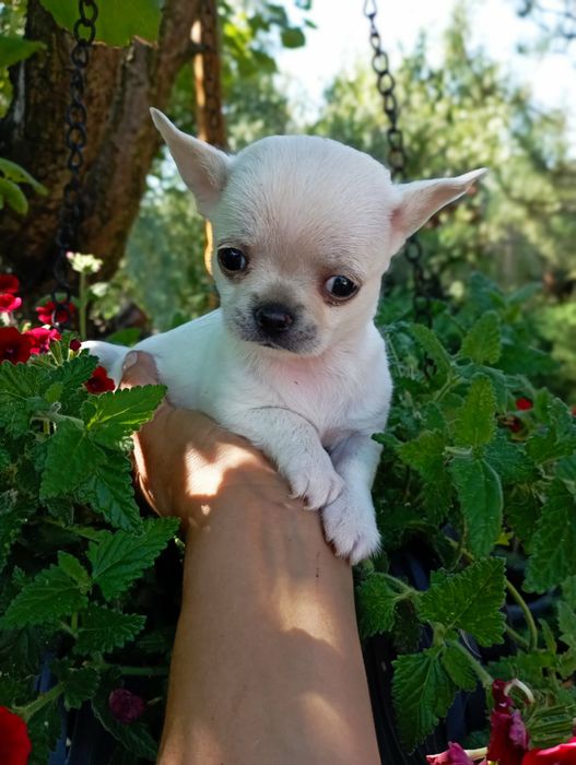 Бебби кобелек мини чихуахуа вязка