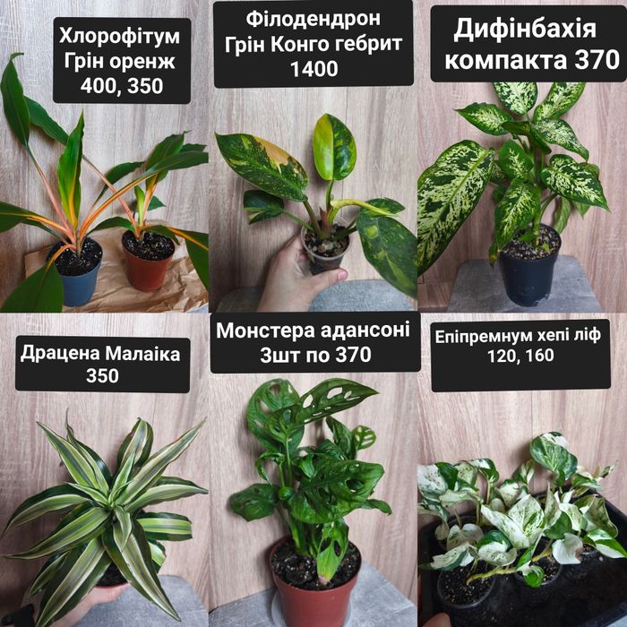 Кімнатні рослини дифінбахія,сингоніум,маранта,аглаонема,антуріум монст