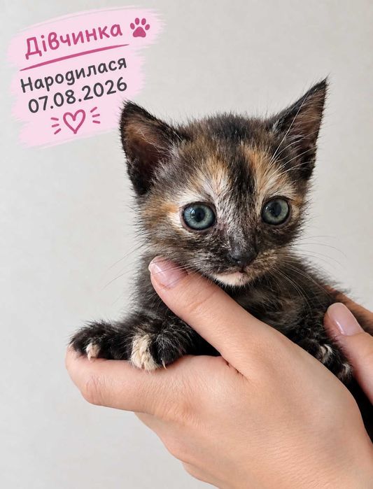 Кошенятко в добрі руки