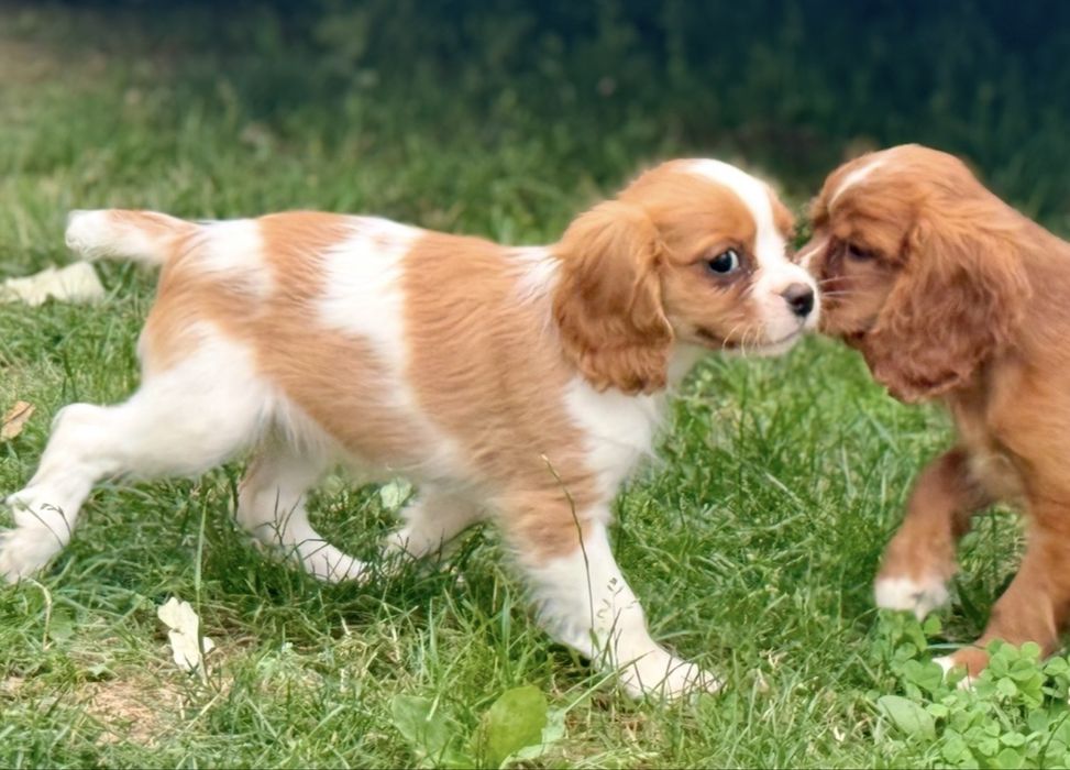 Cavalier King Charles Spaniel suczka szczeniak z rodowodem
