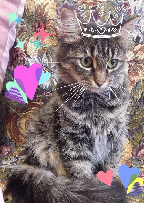 Очень пушистая сибирская кошечка, 2,5 года, СТЕРИЛИЗОВАНА!