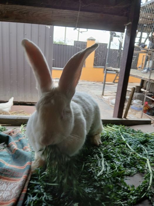 Бельгійський фландр