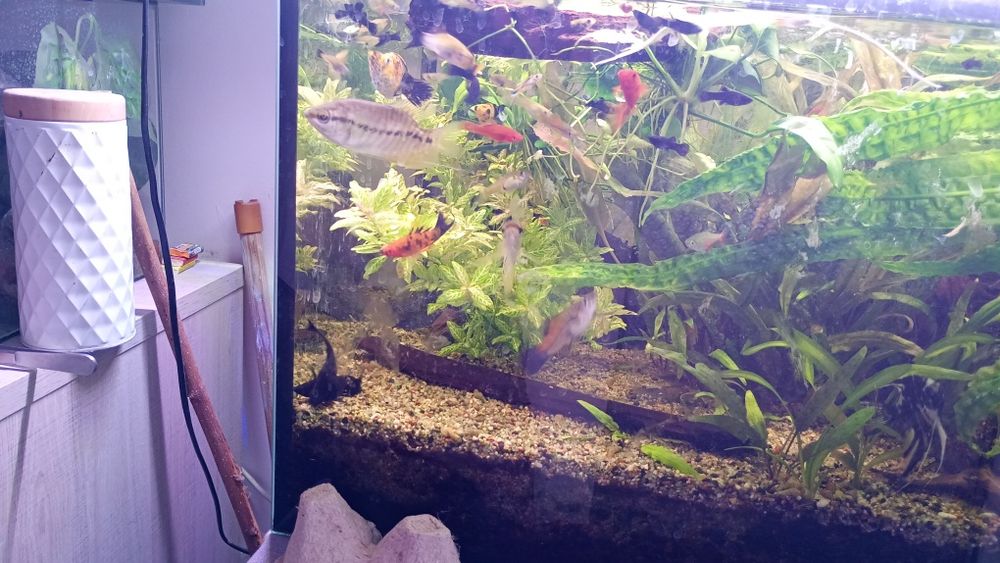 Ryby akwariowe zmiana obsady