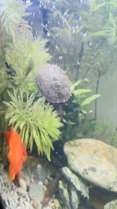 Zolw Emydura subglobosa.