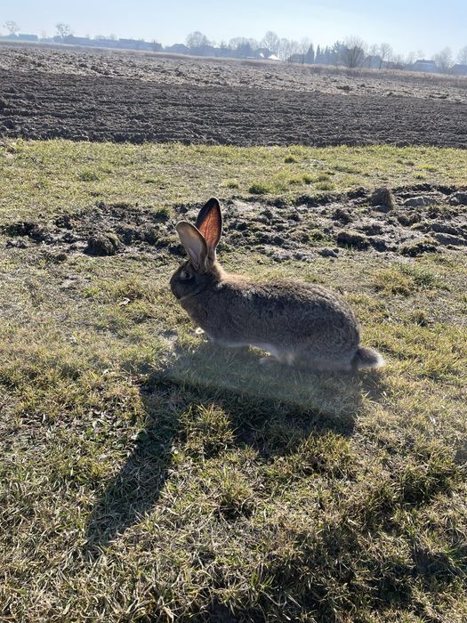 Olbrzymy belgijskie szare