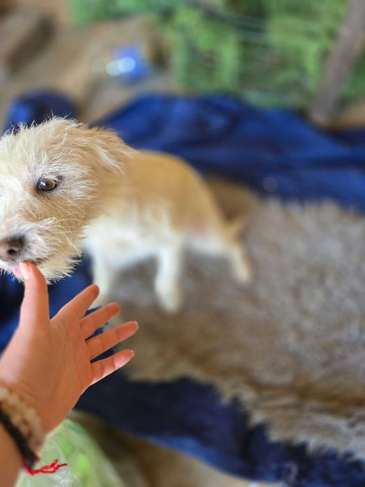 Cães para adoção