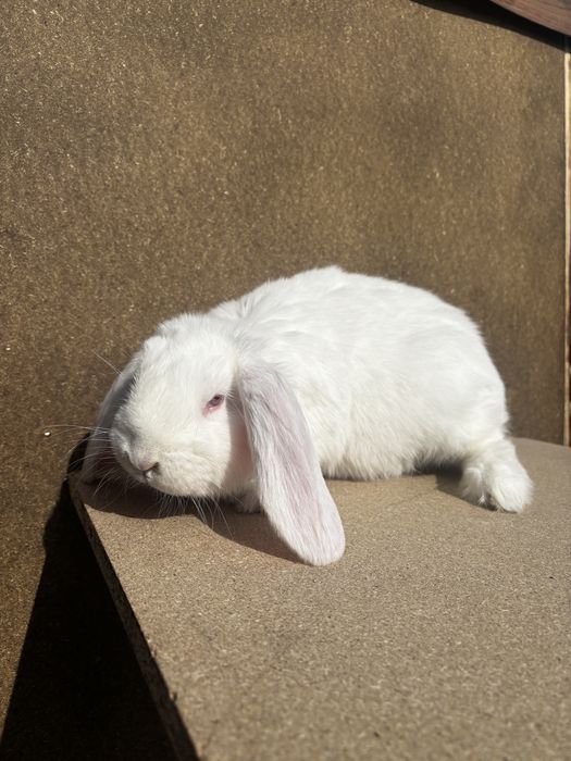 Baran francuski samczyk biały