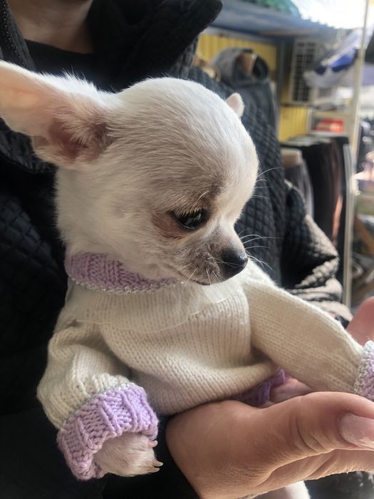 Продаются щенки чихуа-хуа