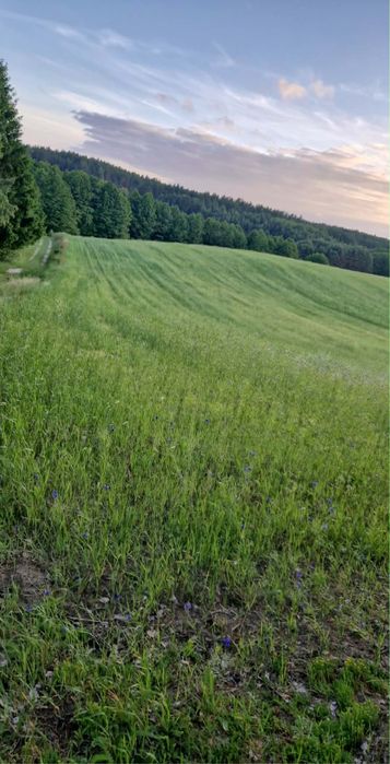 Działka budowlana na kaszubach - Widok 2