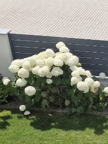Hortensja bukietowa  duże, białe, obfite kwiaty