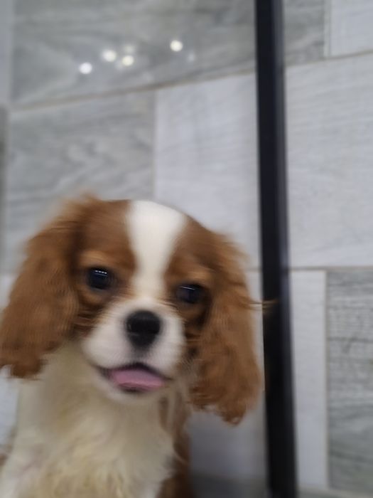 Cavalier King Charles Spaniel Pies