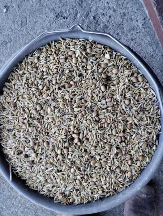 mieszanka zbożowo-strączkowa bobik owies peluszka groch wyka