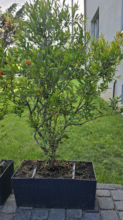 Granat - dwa drzewka