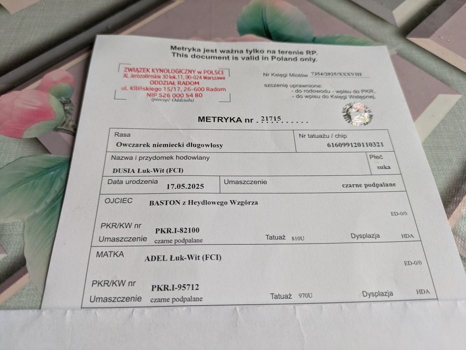 Owczarek niemiecki suka