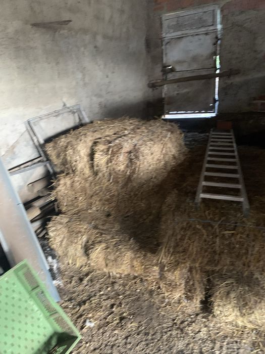 Fardos de feno pequenos excelentes