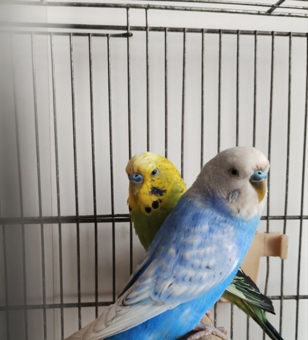 Samce papug falistych