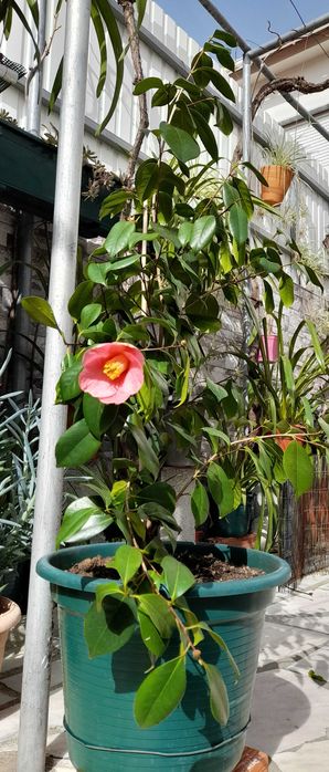 Camélias cor de  rosa
