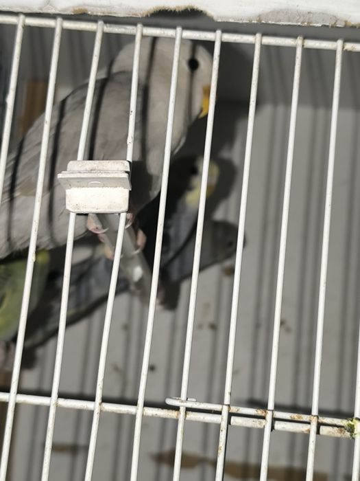 Agaponis roseicollis canela