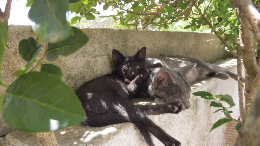 Quem gosta de gatinhos pretos?!